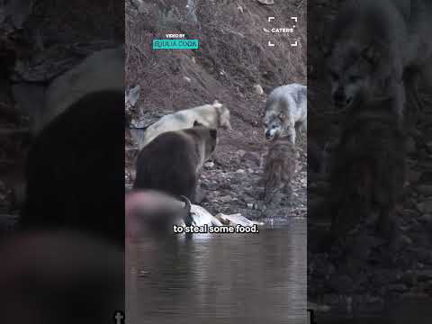 Grizzly Bear Vs Wolves #bear thumbnail