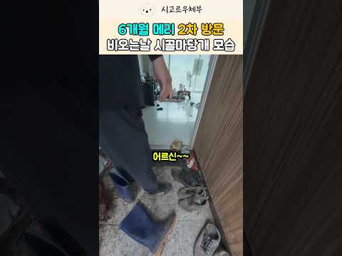 청소 중 집안에서 난 '쾅!' 소리?! 비 오는 날 시골 마당개 메리 2차 방문 #shorts #강아지 #반려견 #viral thumbnail