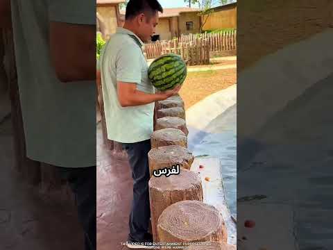 مش بيرضى يسيب فرس النهر جعان #viral thumbnail