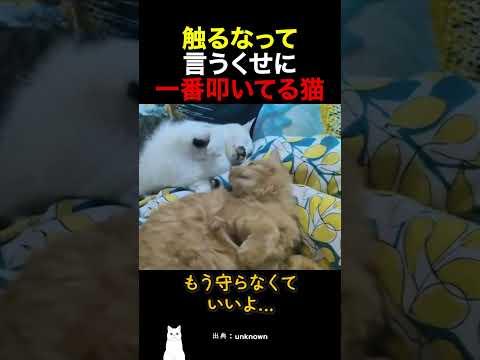 触るなって言うくせに一番叩いてる猫 thumbnail