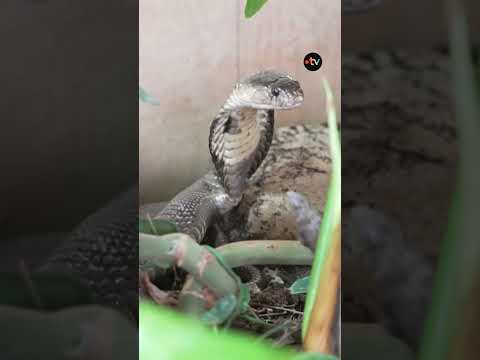 ? 33 bébés cobras ont vu le jour au zoo Planet Exotica de Royan thumbnail