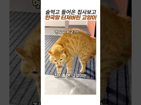 술먹고 새벽에온 집사에게 말터진고양이#치즈고양이#한국말하는 고양이#잔소리고양이 #웃긴동물 thumbnail