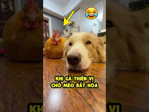 🐔 Gà đại ca thiên vị chó hơn mèo 😤 thumbnail