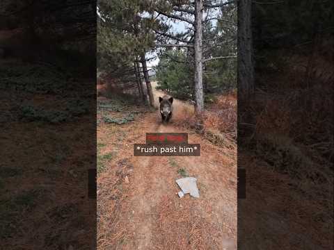 When Peaceful Ride Turns Into Hog Chase thumbnail