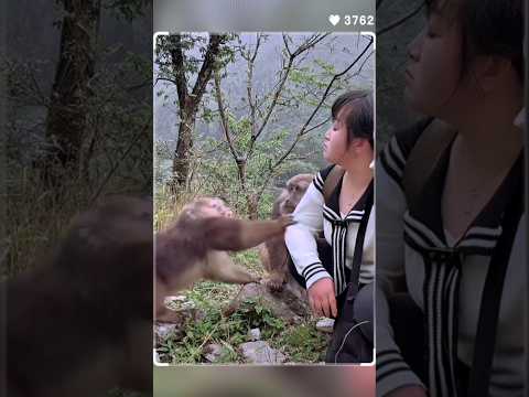 Chú Khỉ và chị Đại thumbnail