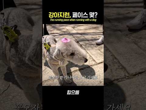강아지런, 페이스 몇? #shorts thumbnail