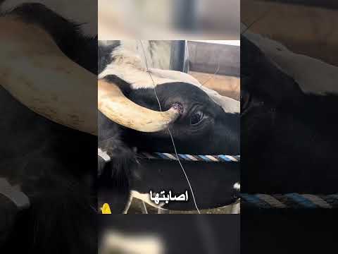 إزالة قرنٍ متضخم من بقرة thumbnail