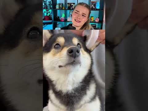 Süßer Hundi #shorts #lidiro #schule #memes thumbnail