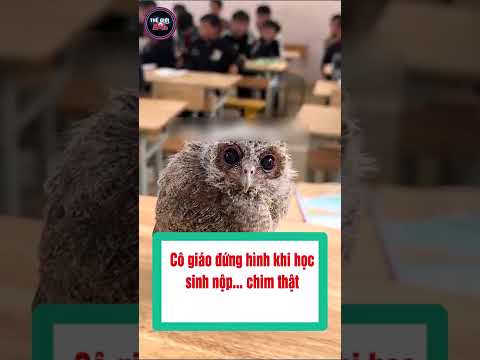 Cô giáo đứng hình khi học sinh nộp… chim thật #shorts  #tintuc24h #tintuc thumbnail