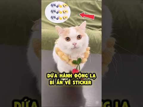 Giải Mã Bí Ẩn Về Sticker Chân Mèo 🐾 thumbnail