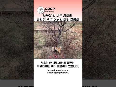 사육장 안 나뭇가지 사이에 골반이 꽉 끼어버린 아기 호랑이 #호랑이 #동물 #아기맹수 thumbnail