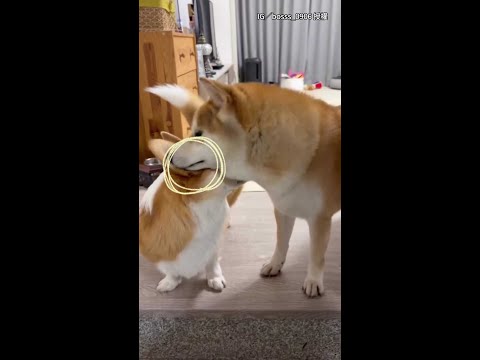 【你都不掏耳朵的嗎？】柴犬聞柯基耳朵...被味道嚇到彈起XD #Shorts thumbnail