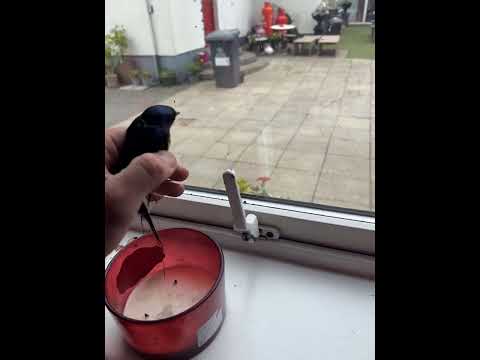 Rescuing a trapped swallow thumbnail