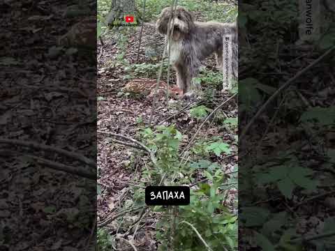 Собака Не Заметила Оленёнка 😮 thumbnail
