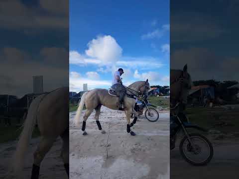 Vaquejada 😎🐎 #ws #wesleysafadao #vaquejada thumbnail