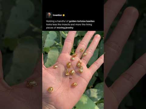 Golden Beetles ✨ thumbnail