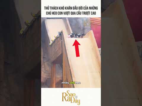 THỬ THÁCH KHÓ KHĂN ĐẦU ĐỜI CỦA NHỮNG CHÚ HEO CON VƯỢT QUA CẦU TRƯỢT CAO thumbnail