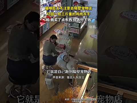 貓咪趁人不注意去隔壁寵物店，叼回一包三斤重的雞肉凍乾：「媽，我買了點東西，你去付下錢」。 thumbnail