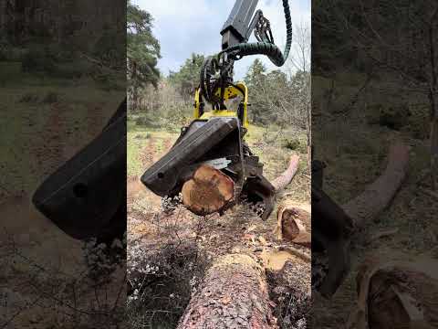 Processing Trees with the Beast 🌲🔥| John Deere 1270G #johndeere #forest #harvester #tree #wood thumbnail