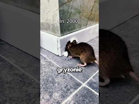 MEGA Sposób Na Pozbycie Się MYSZY! 🤯 thumbnail