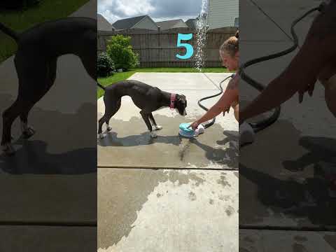 @halo.hops: This is genius! 😂 #dog #dogvideos thumbnail