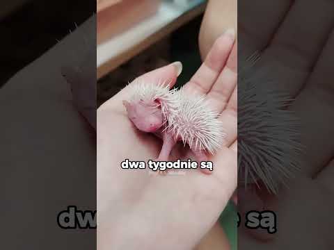 Prawda o małych jeżach: Rodzą się bez kolców? 🦔 thumbnail