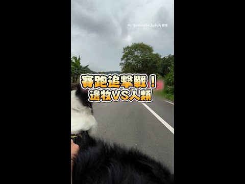 【邊牧和人類賽跑】放水讓半圈還輕鬆追上＋嘲笑XD｜#寵物雲 #shorts thumbnail