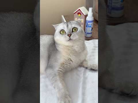 🙄 #cat #cats #funny thumbnail