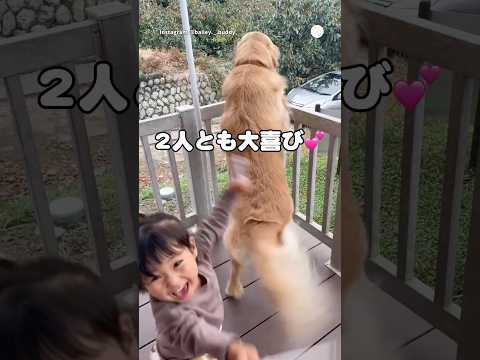 大喜びでお出迎えする2人が可愛すぎた?　　　　#ゴールデンレトリバー #大型犬　#犬　#可愛い犬　#犬のいる暮らし thumbnail
