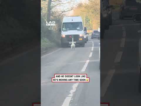 It's just the one swan actually 👀 #animals #caughtoncamera #funny thumbnail