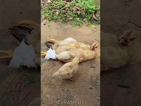 Sarı’nın Anne Paniği 😂🍲 thumbnail