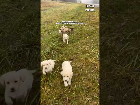 Ce refuge se déplace pour retrouver sept chiots abandonnés dans un village thumbnail
