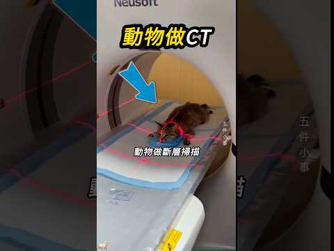 全部都變可愛了，但不情願🦁 thumbnail