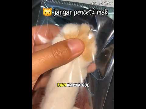 Kakak Ini Membeli Mainan Kunci Kaki Kucing Mirip Sungguhan ? #kucing #kucinglucu #kucingoyen thumbnail
