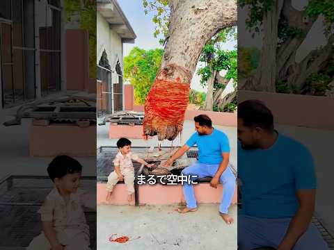 インドにある神聖な木 thumbnail
