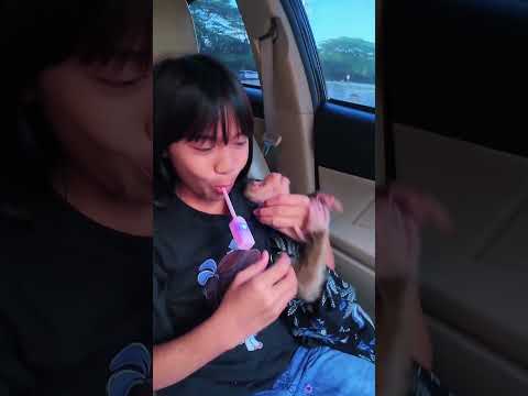 Momen Cia penasaran liat key Cobain permen ada Musik nya tetap Aman ❤️ #shortvideo #short #monkey thumbnail
