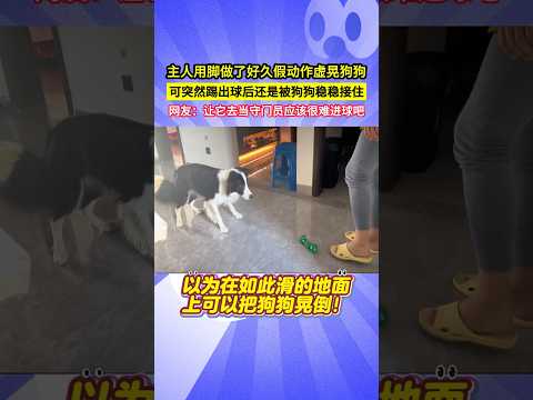 主人用腳做了好久假動作虛晃狗狗，可突然踢出球后還是被狗狗穩穩接住，網友：讓它去當守門員應該很難進球吧！#shorts thumbnail