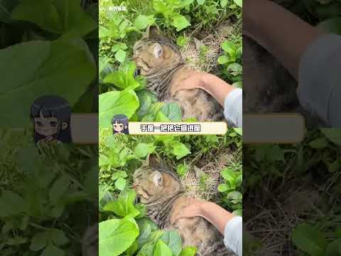 眼睛duang一下就睁开了，咪：开空调了不早说！  #猫咪 #胖猫 #搞笑 #万万没想到 #离谱  #可爱 thumbnail