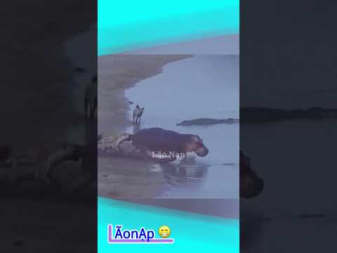 Mượn đao iết người 😅 #laonap thumbnail