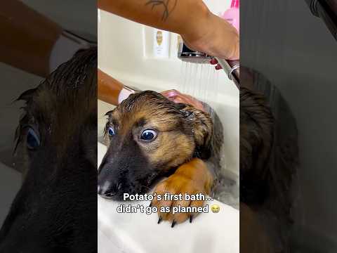 Puppy’s First Bath thumbnail