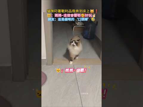 貓咪叼著戰利品飛奔到床上🙀❗ 🐱：媽媽~你看❗這個特別響😁 網友：可怕的‘口頭蟬’🤣 #cat #cute #funny #shorts #funnyshorts thumbnail