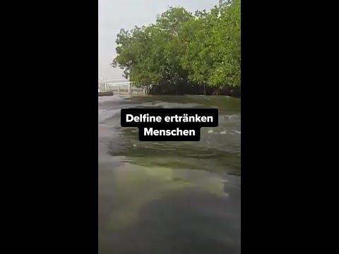 1000 Delfin-Unfälle pro Jahr thumbnail