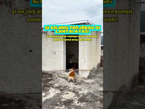 si anjing terjebak di lantai atas rumah??⁉️#deramachina #sekedarhiburan #videoshort #video thumbnail