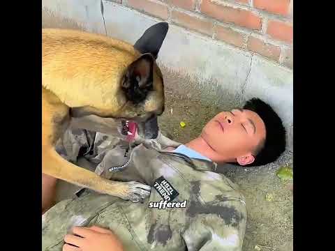This dog is not afraid of being wronged, but of failing to save people #pets #cute #funny #shorts thumbnail