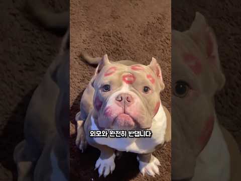 아메리칸 불리의 반전 매력 thumbnail