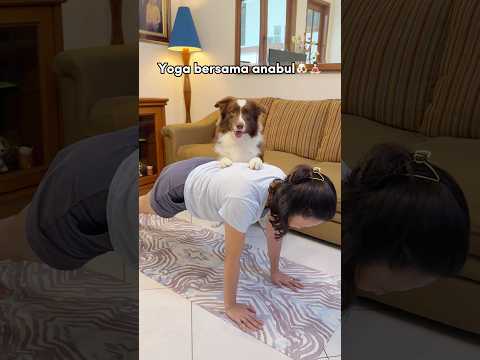 RYUKI & RAIDEN PANDAI SENAM YOGA‼️😍🐶🧘🏻‍♀️ #shorts #anjinglucu thumbnail