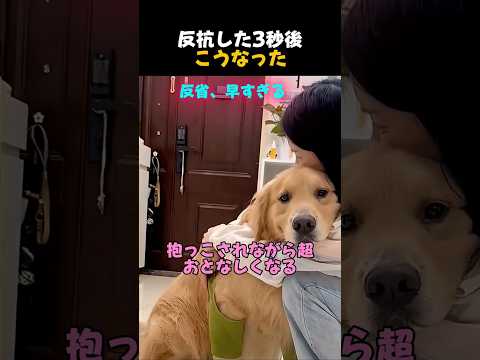 「完全に理解した犬。」 thumbnail