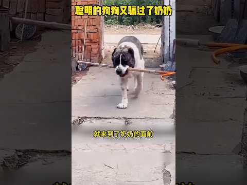 聪明的狗狗又骗过了奶奶 #感人壹幕 #大熱門 #搞笑 #funny #熱門 #精彩影视 #影視解説 #寵物友善日常 #影视聚焦 #automobile thumbnail