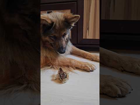 ARCIU MA PTASZKA thumbnail