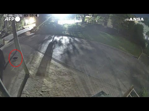 Australia, tutti a caccia di Mary: la FUGA del diavolo della Tasmania ripresa dalle telecamere thumbnail
